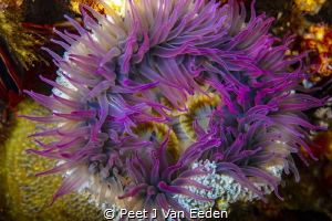Sandy sea-anemone at Star walls dive site. probably endem... by Peet J Van Eeden 